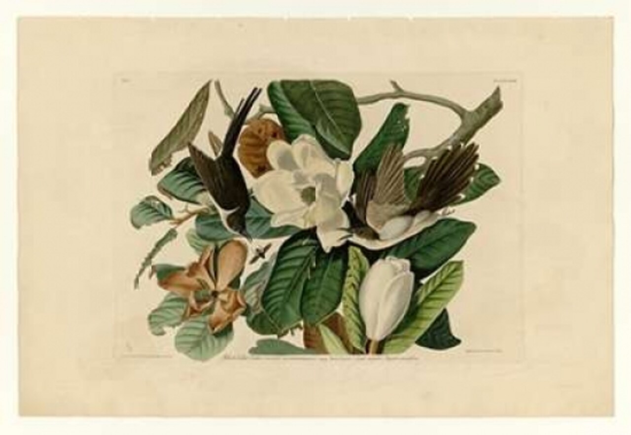 Black Billed Cuckoo Poster Print by John James Audubon - Item # VARPDXJJA32
